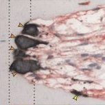 KcbLab's profile picture. Innovative bone lab.