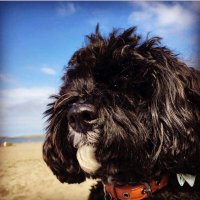 Siân Reading (@sianreading) 's Twitter Profile