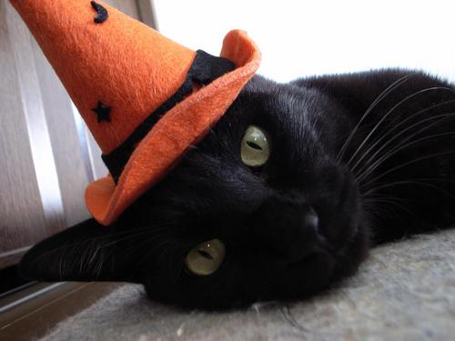 yinyangtherapy's profile picture. 和歌山市出身  神戸市在住
フェイシャル＆ボディケアの お店を営んでいます。
写真のクロぼんは2022年2月に亡くなり、現在は、こねね・こちゃちゃの2匹と外暮らしのポンタのお世話をしております。