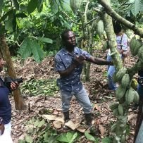 cocoa expect and protecting environment through tree planting. organic cocoa farmer and trying to farm to feed maases.