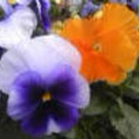 熊鈴 (@yourei9) 's Twitter Profile Photo