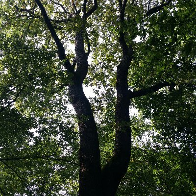Trotz Klimakatastrophe viele geplante Baumfällungen, wie z.B., Dietenbach in Freiburg oder die A98 am Hochrhein. Aufruf zum Protest. Infos Dieti-Waldbesetzung.
