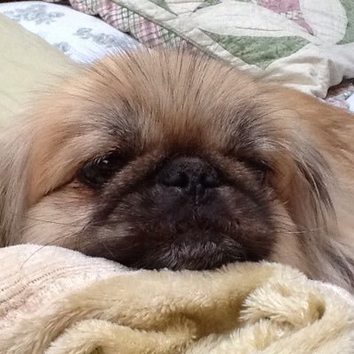 sharkiearliss's profile picture. 