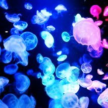 444momo444's profile picture. コープの民