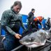 Murdoch the Shark (@murdochtheshark) Twitter profile photo