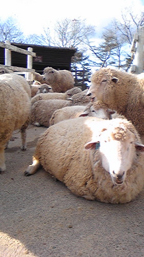 kemekazuyo17's profile picture. Dance,Choreography,Ballet ダンス・バレエ・演劇@大阪 Osaka Japan