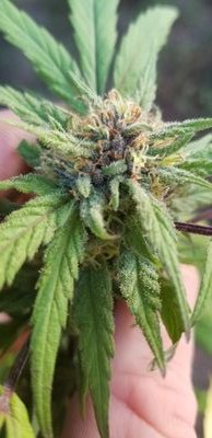 Killerk63737192's profile picture. 