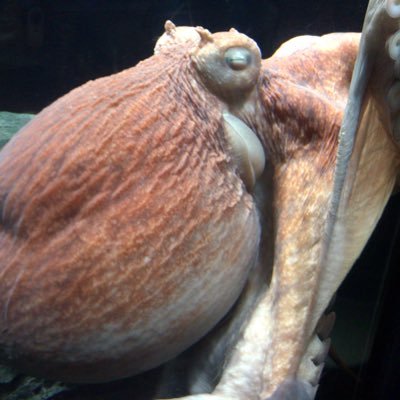 蛸凧たこさんのプロフィール画像