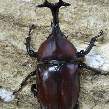 カブトムシ・クワガタなど昆虫の飼い方