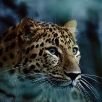 Bernard DUVIVIER (@barnabi2) 's Twitter Profile