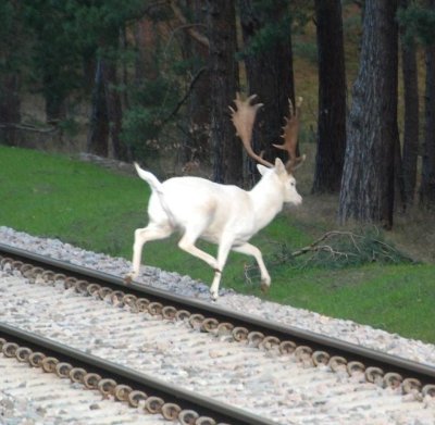 Fantasy reader and occasional writer | Dragon afficionado | Also a deer in a human disguise, but you don't know that (do you?)