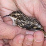 Chicago Bird Collision Monitors (CBCM) is a volunteer conservation project dedicated to the protection of migratory birds through rescue, advocacy and outreach.