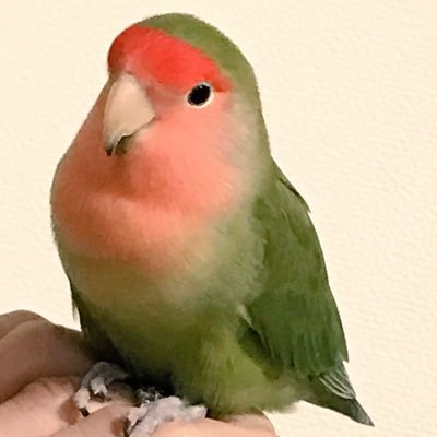 迷子のコザクラインコ Fm9pqej9adltemy Twitter