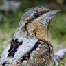 thewryneck1's profile picture. Comment, controversy, opinion, observations, politics, passion, reason, rambling, birds and other wild things, wonder and general wryneckery!