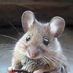 Mouse (@mouseinthehall) Twitter profile photo Mouse (@mouseinthehall) Twitter profile photo