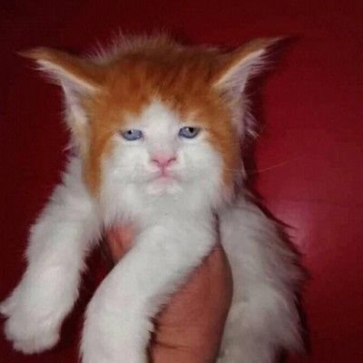 SantaKlaus200's profile picture. 