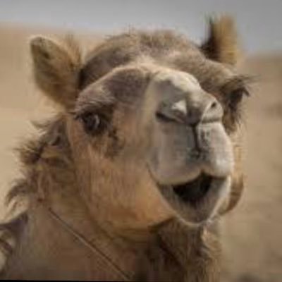 らくだ号の競馬note発信アカです。 過去走不利を網羅し馬券的中に繋げる予想を得意とします。全レースチェックの時間が無い方、穴馬を知りたい方、必見です。
