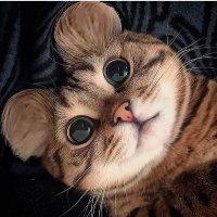 Happy Cats Club(@HappyCatsClub) 's Twitter Profile Photo