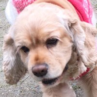 ハニハニ (@f_hanihani) 's Twitter Profile