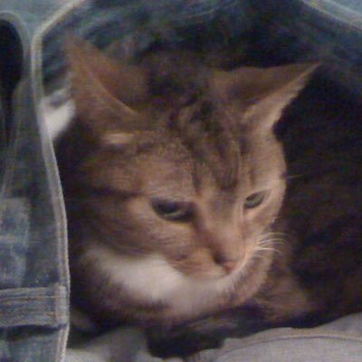 Nunyasbizniz's profile picture. animal lover ❤️