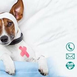 Providing established, veterinary professional-lead CPD accredited Dog First Aid courses for responsible dog owners and those working with dogs.