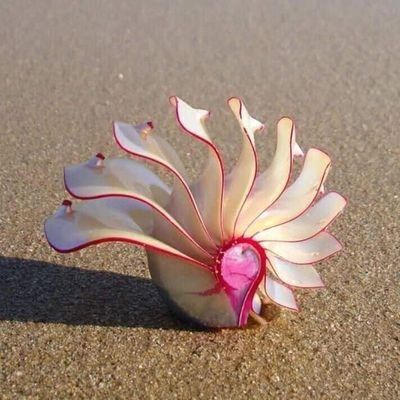 Sobuj13942278's profile picture. 