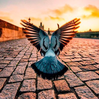 yonmejias's profile picture. 