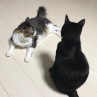 mai (@maikoxxxrmlu) 's Twitter Profile