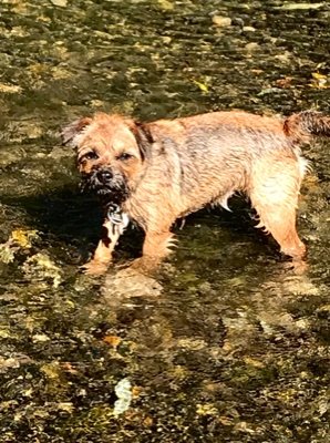 Born to run (09,02.18). My human says I’m the best little Border Terrier in the world - so I must be special.