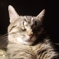 Wudupfukface (@cosmolyte) 's Twitter Profile