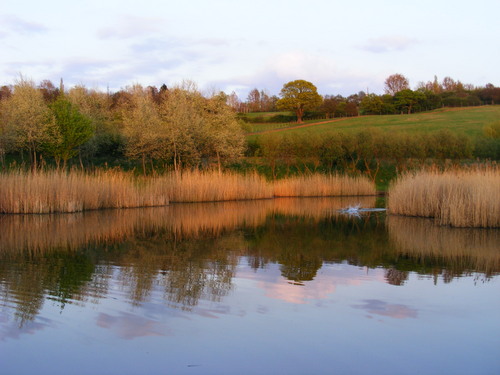Picks Cottage Fishery is a four lake fishing complex located in Chingford, East London.