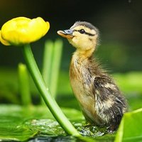 Kheyros (@kheyros) 's Twitter Profile