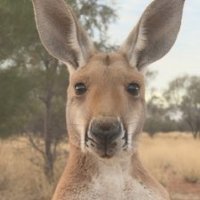 @KangaroosALIVE(@kangaroosalive) 's Twitter Profile Photo