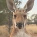 @KangaroosALIVE (@kangaroosalive) Twitter profile photo