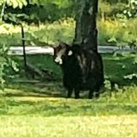 Just a yak on the run living my best life, free of onerous government regulations. #LiveFreeOrDieTryin