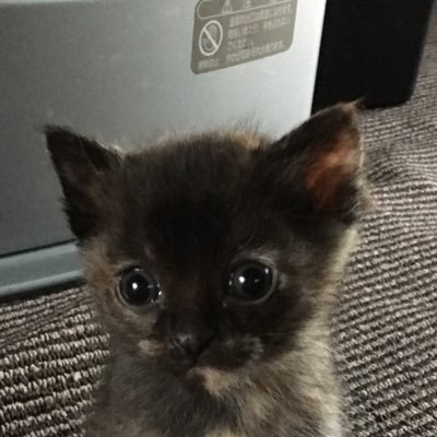 動物愛好家 L1w1znqyufnvxf3 Twitter 動物愛好家 L1w1znqyufnvxf3 Twitter