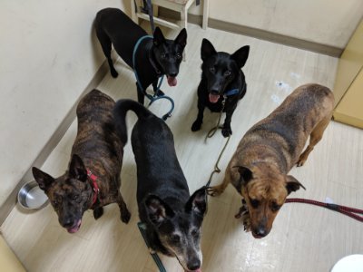 A small dog rehabilitation and rescue in Taiwan. Expect memes, videos, animal welfare and rescue stuff, and training and care advice.