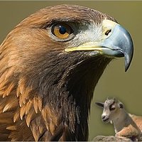 البحر المتوسط (@elmotawaset) Twitter profile photo