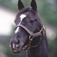 kusegenouma's profile picture. ただの通知垢から本格的にTwitterはじめました。ゲーム大好き。動物大好き。たこらいすさん大好き。なんでも興味あり。副業勧誘、ＤMは受け付けてません。無言フォローOKですが、出会い系はフォローしません。