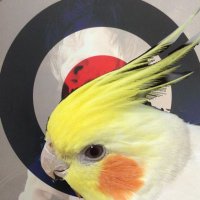 ヌイカイ (@okame_nui_kai) Twitter profile photo