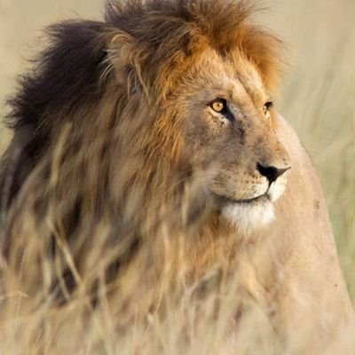 nzii_M's profile picture. 