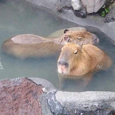 tadauma's profile image