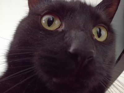 La_chaventure's profile picture. Prédateur de pâtépoulet à ses heures creuses et sauveur de monde à temps complet.
Pour suivre simplement ma chaventure, il suffit de regarder le tweet épinglé !