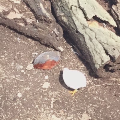 三鳥だくさんのプロフィール画像