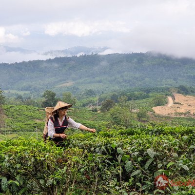 Borneo Insider