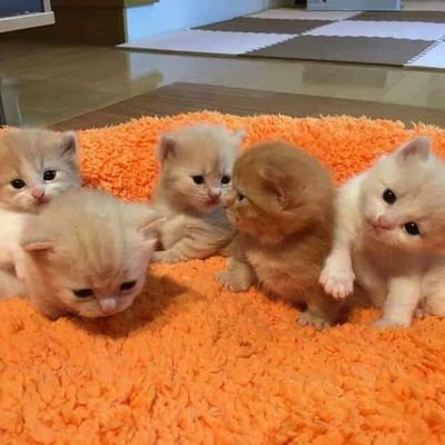 vivianneMoraah's profile picture. 