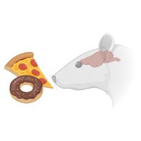 Skibicka Lab (@skibickalab) 's Twitter Profile