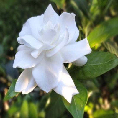 gracostello57's profile picture. 