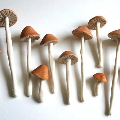 Your one-stop source for psilocybin legalization news from across the globe.