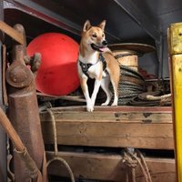 South Atlantic Detection Dogs(@SammySniffer) 's Twitter Profile Photo